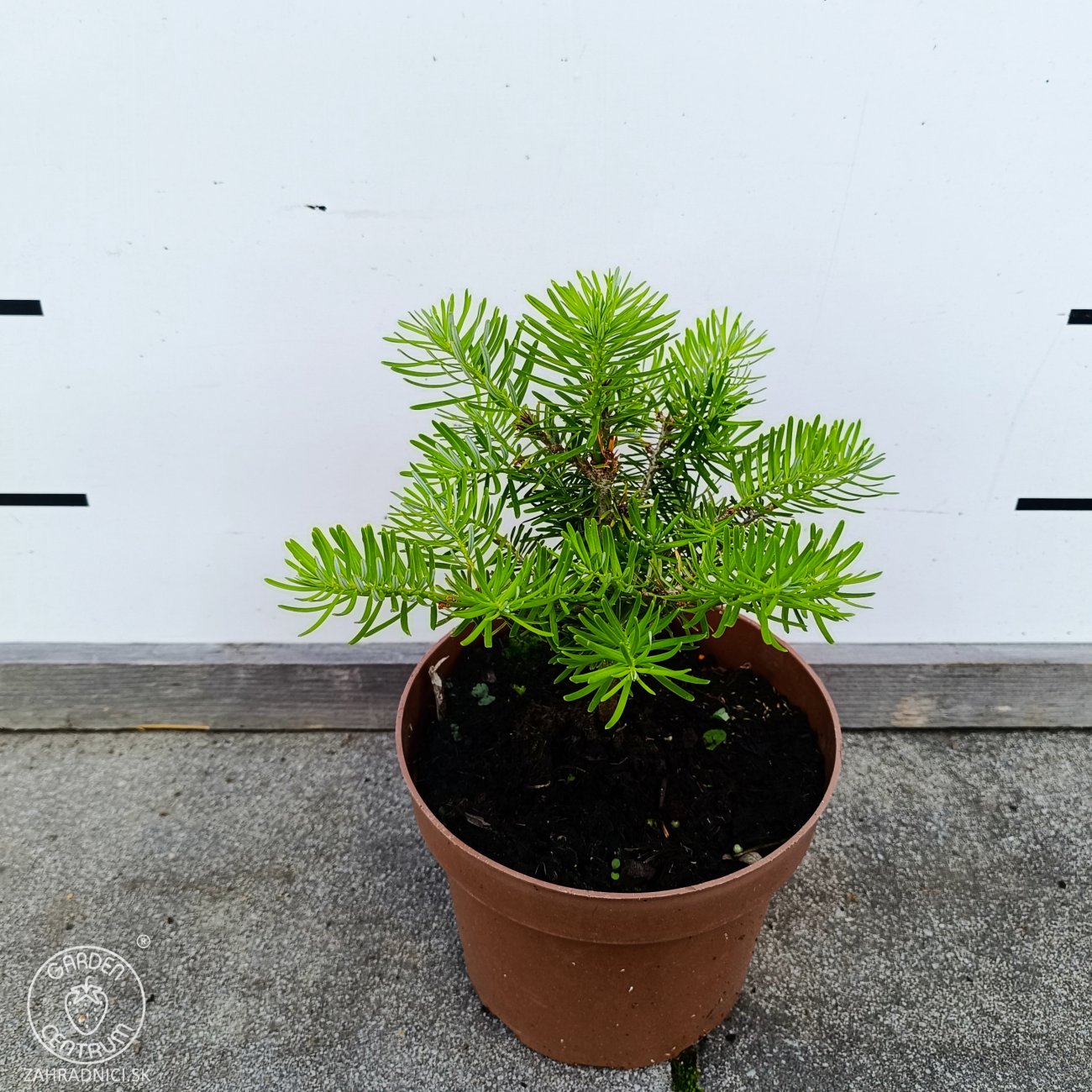 Obrázok Jedľa kórejská (Abies koreana) - výška 10-15 cm, kont. C2L